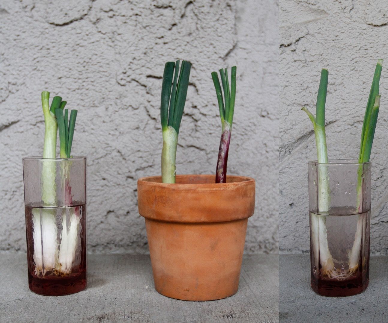 Experiment to see if green onions regrow better in water or soil