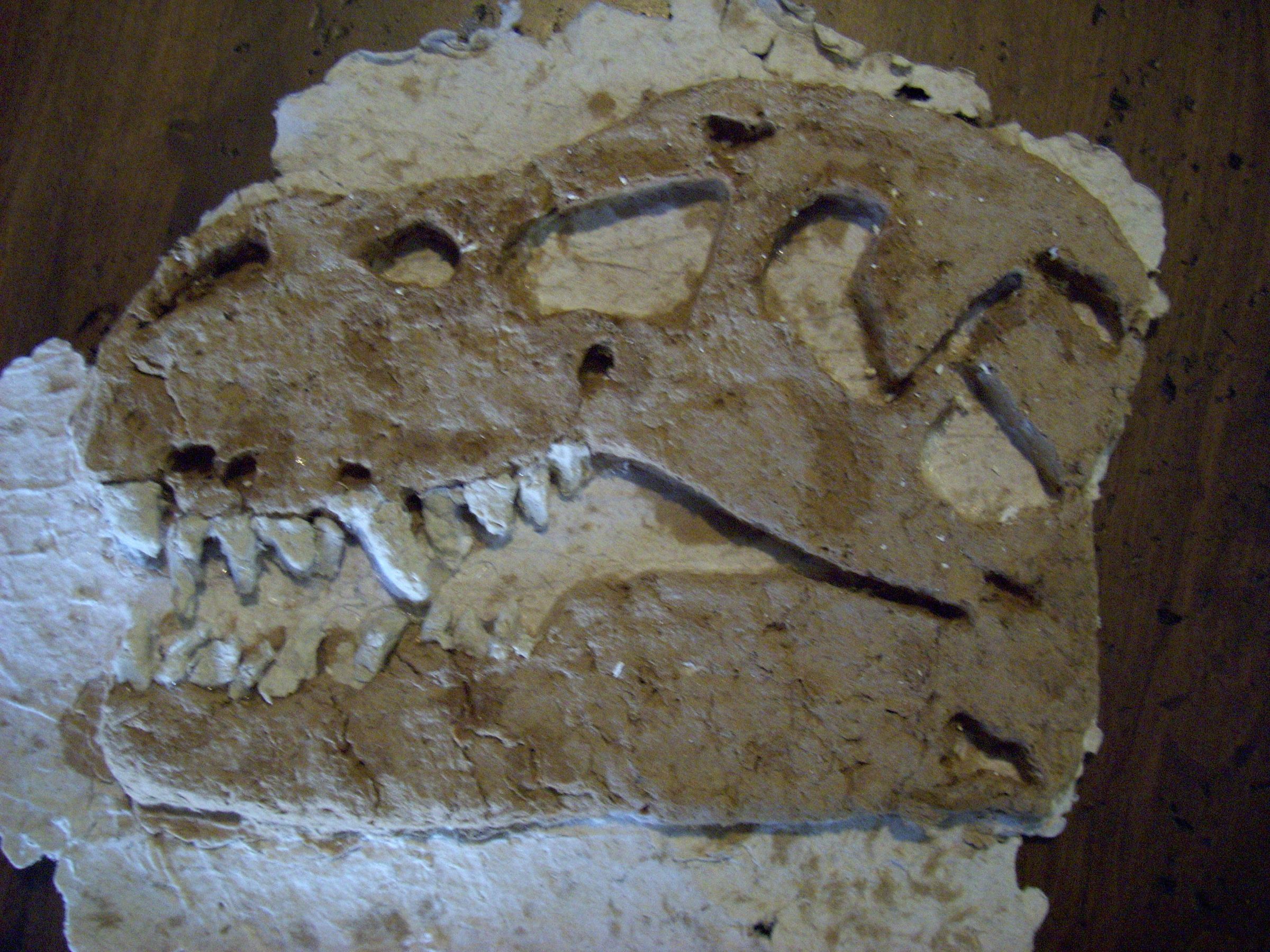 Turn Trash Into a Fossil