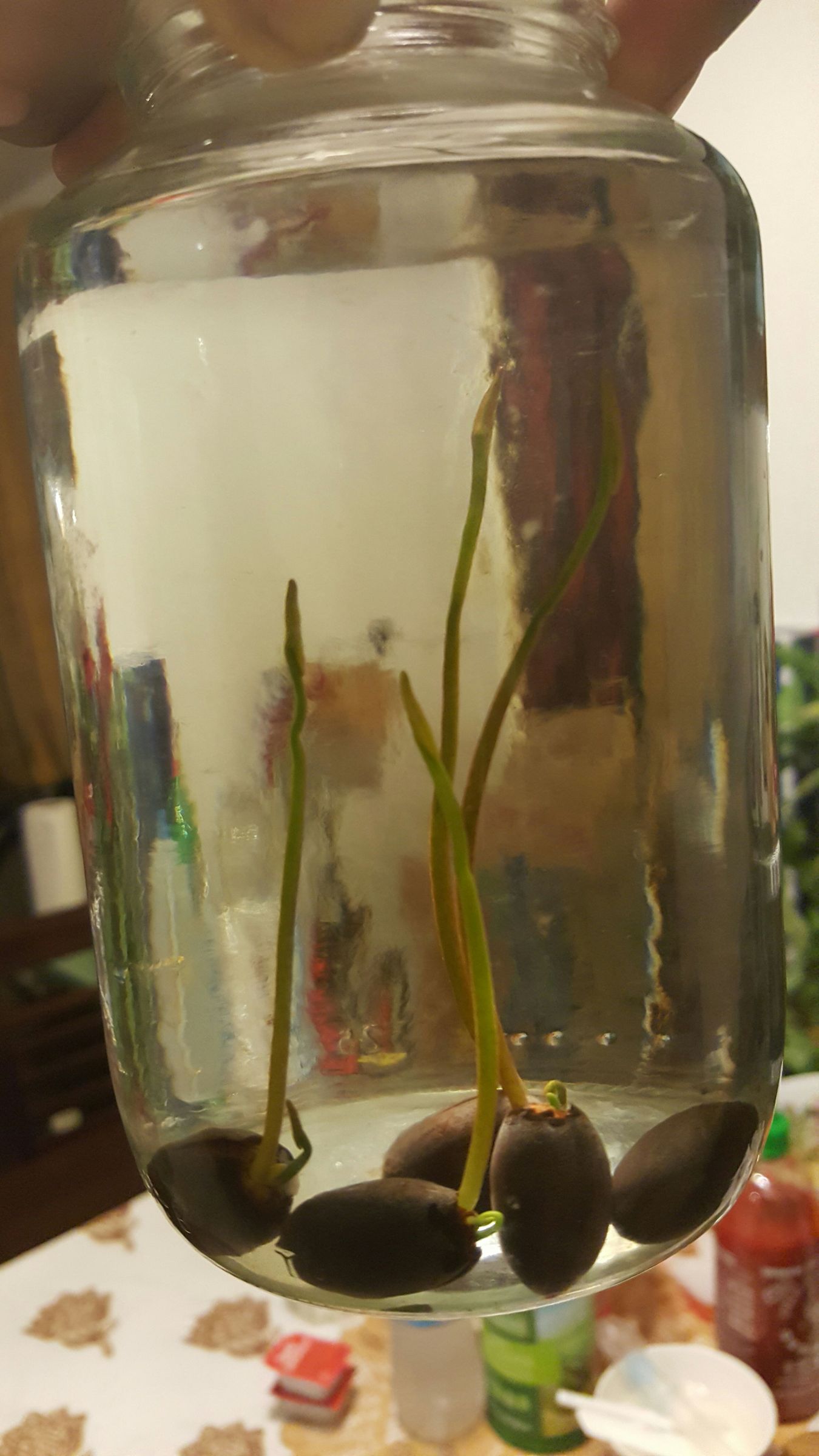 How to Germinate Lotus Seeds : 7 Steps - Instructables