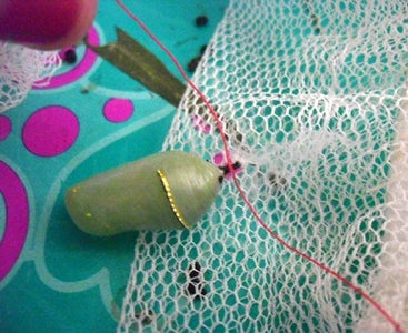 Safe Chrysalis Transfer