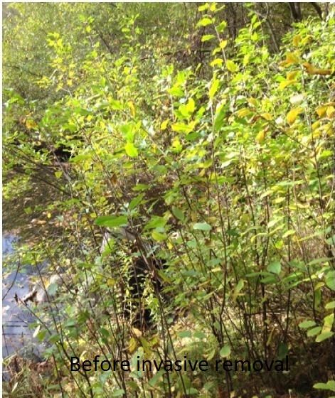 Invasive Species Control:  A Hands-on Environmental Project