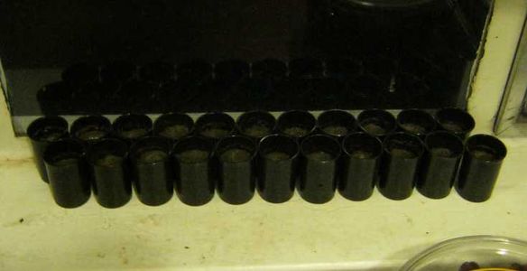 Plant Sprouts