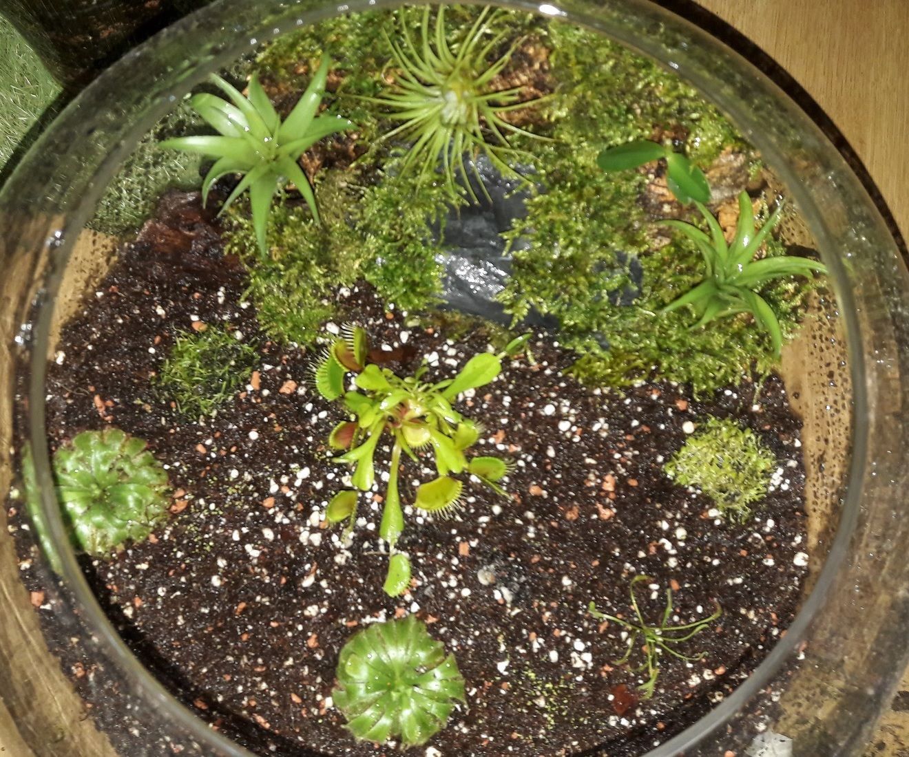 Carnivorous Plants (and Orchids) in a Fishbowl