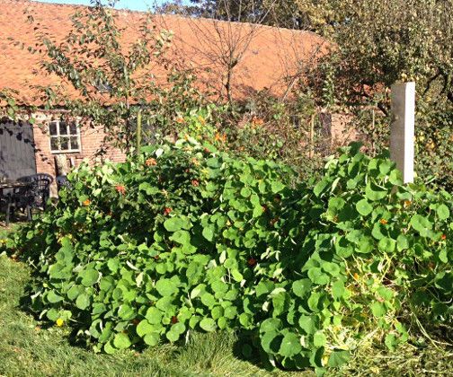 Capers of Nasturtium / Indian Cress