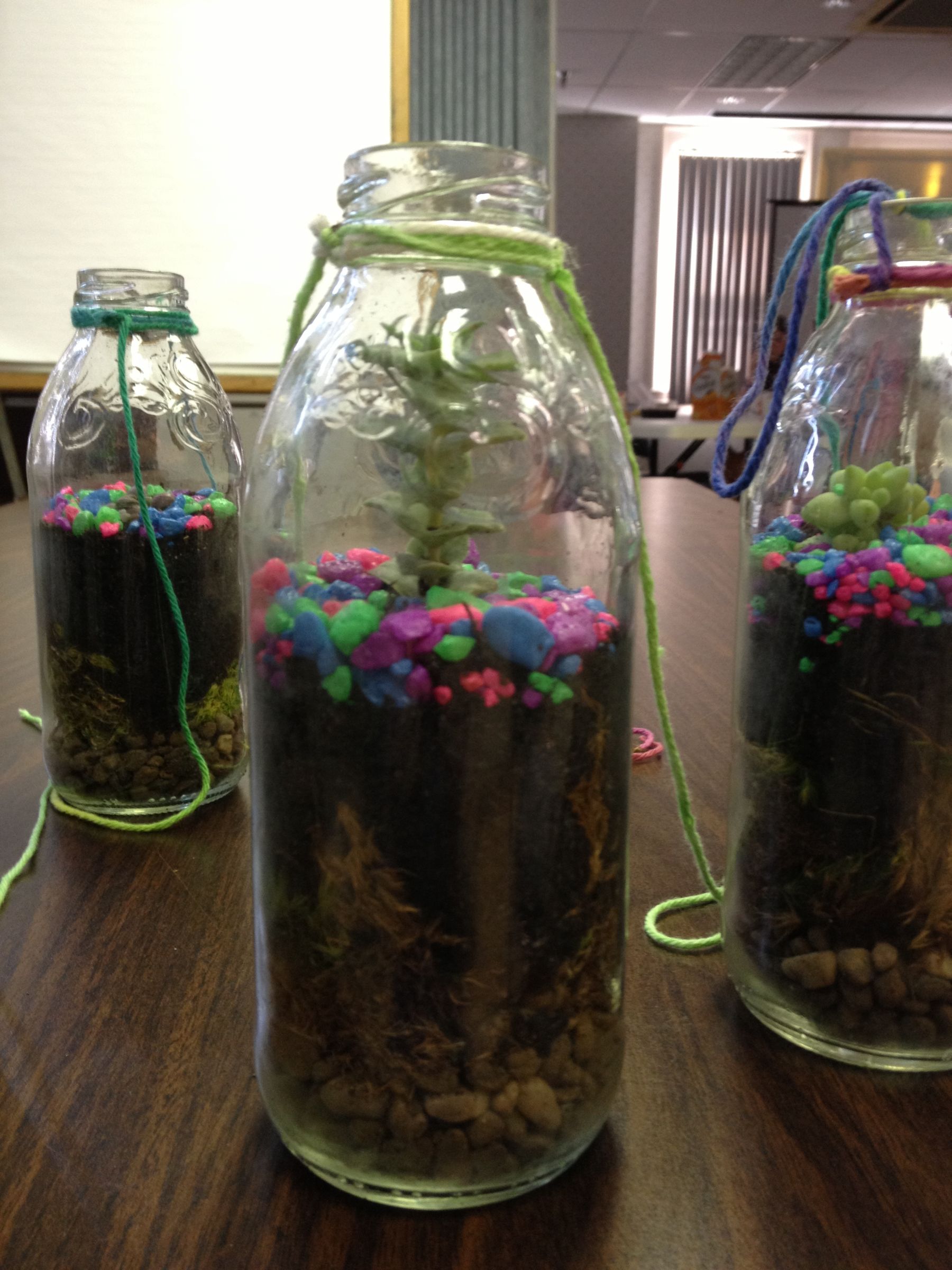 Plant in a Glass Bottle