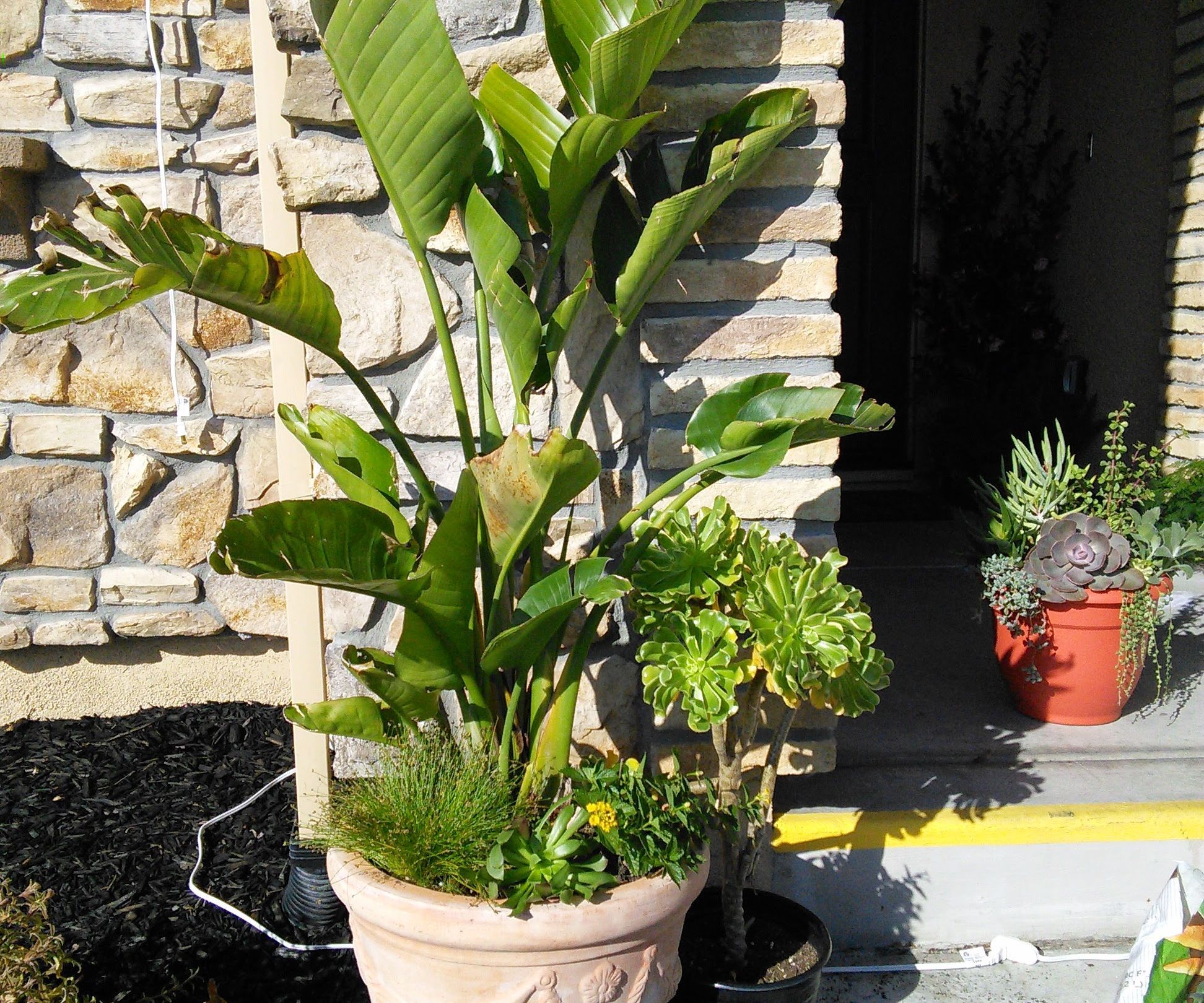 Waterwise Arrangement. 