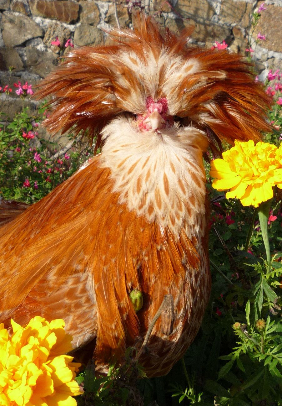 Choosing Breeds of Chickens - Polish Crested, Beauty, Brains and Rusticity.  Les Poules Padoues.