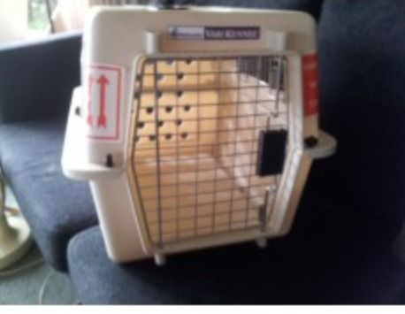 Calm Down a Pet in a Carry Case!