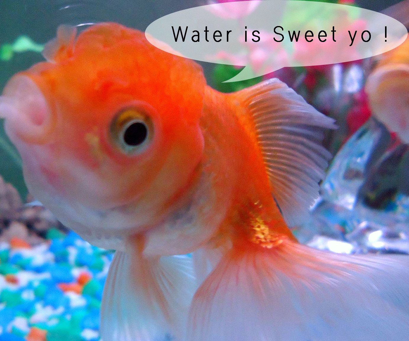 Crystal Clear Water || Aquarium Power Filter Mod
