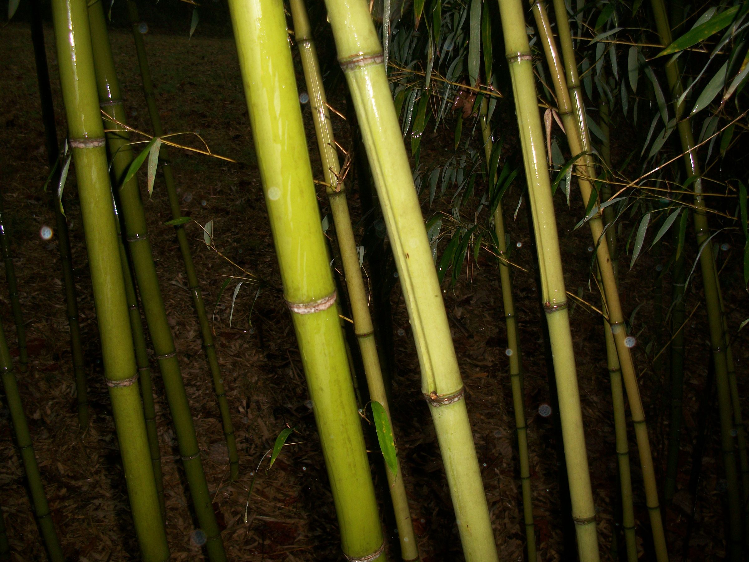 Bamboo Storage Tube