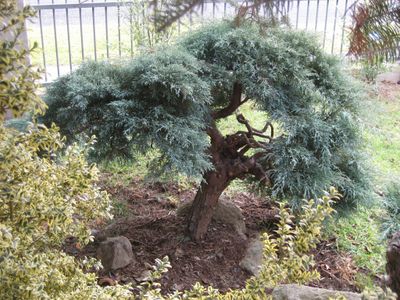 Cloud Pruning a Conifer