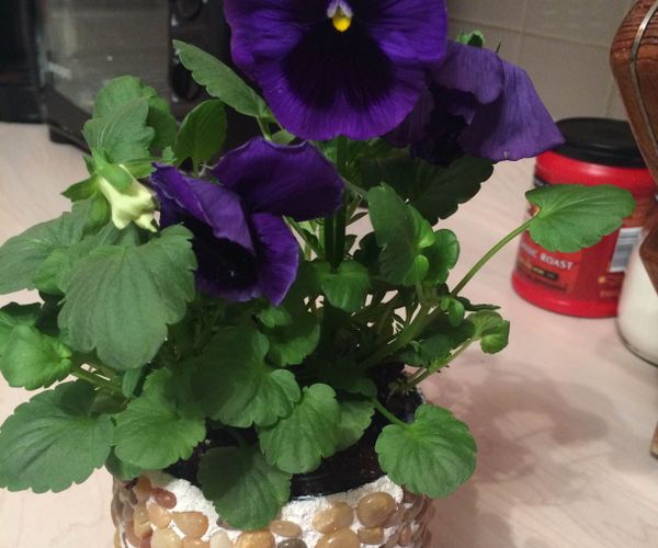 Pebble Flower Pot