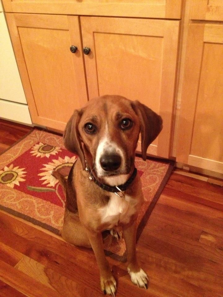 How to Get Your Dog to Shake (After You've Taught Them to Sit).