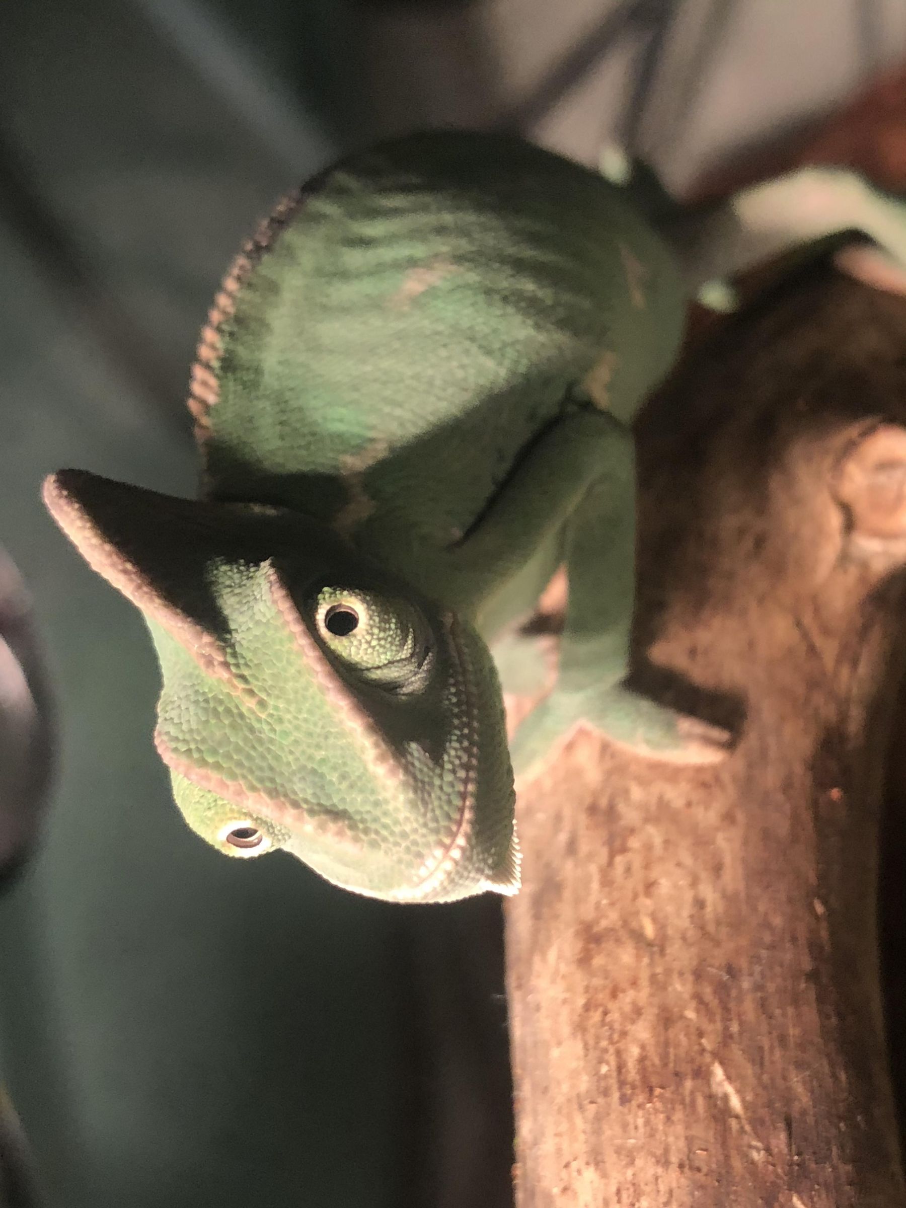 How to Catch for Pet Food. a Trap (with