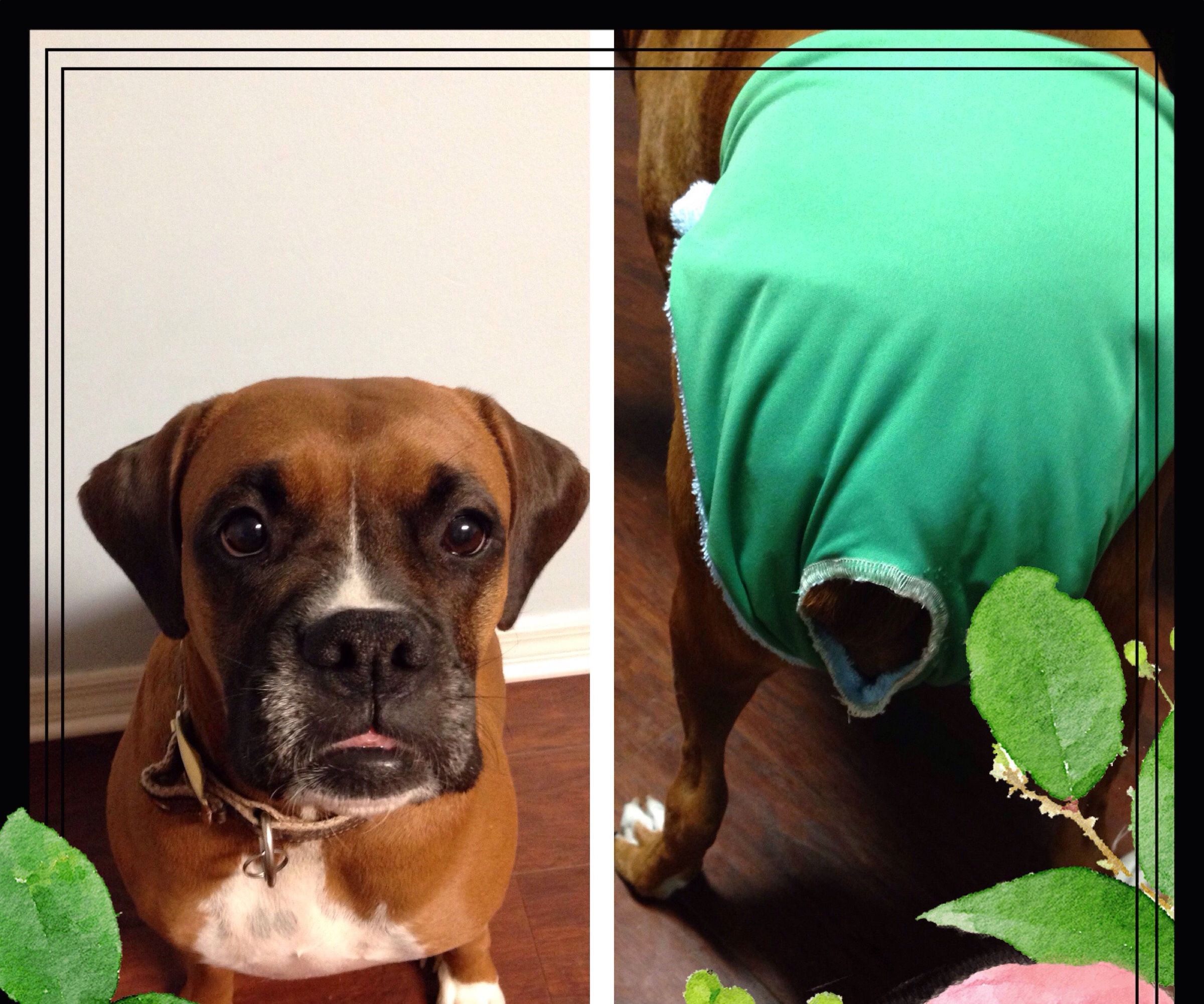 No More Spots From Spot