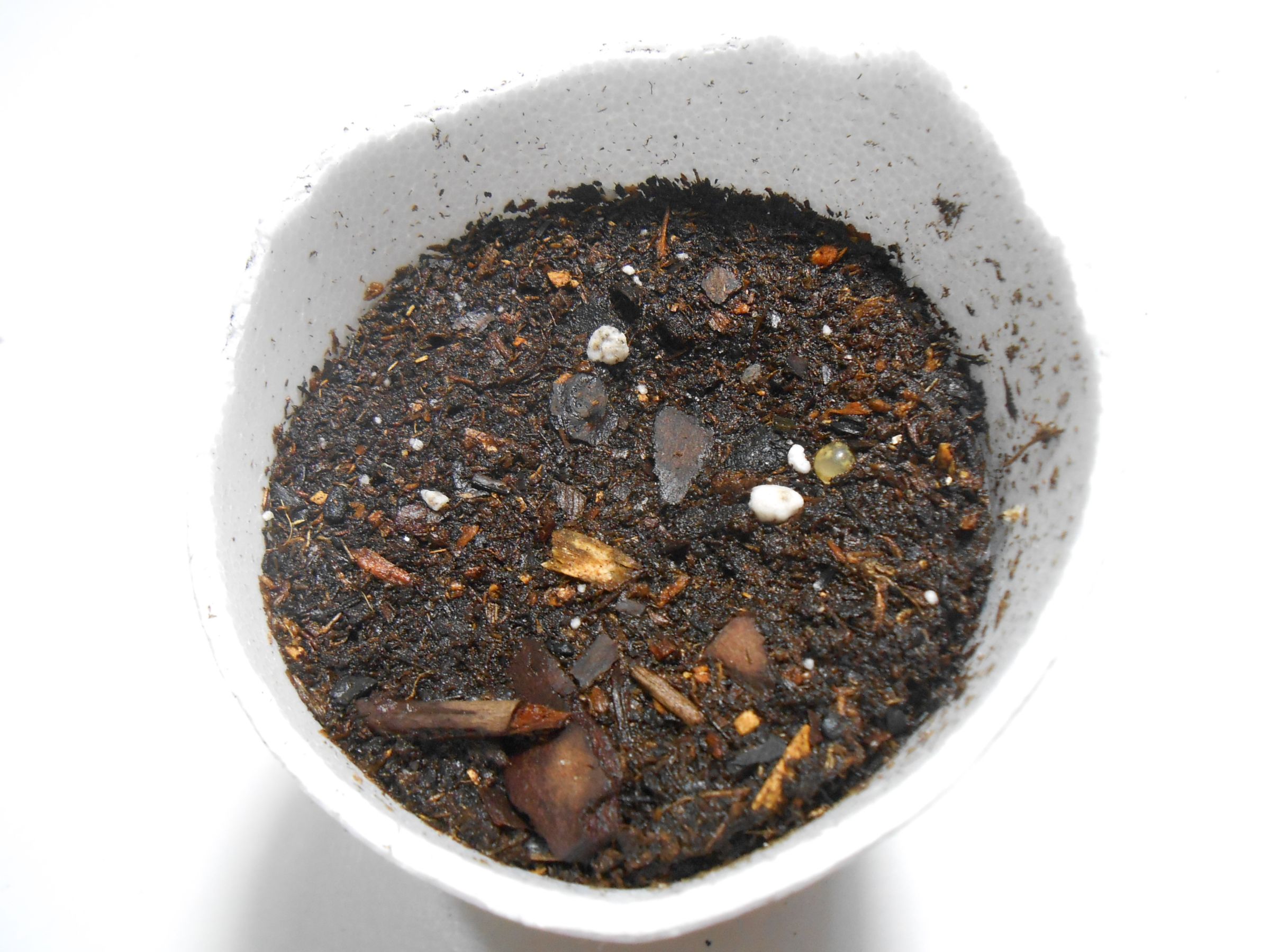 How to Grow Yellow Squash in Containers Instructables