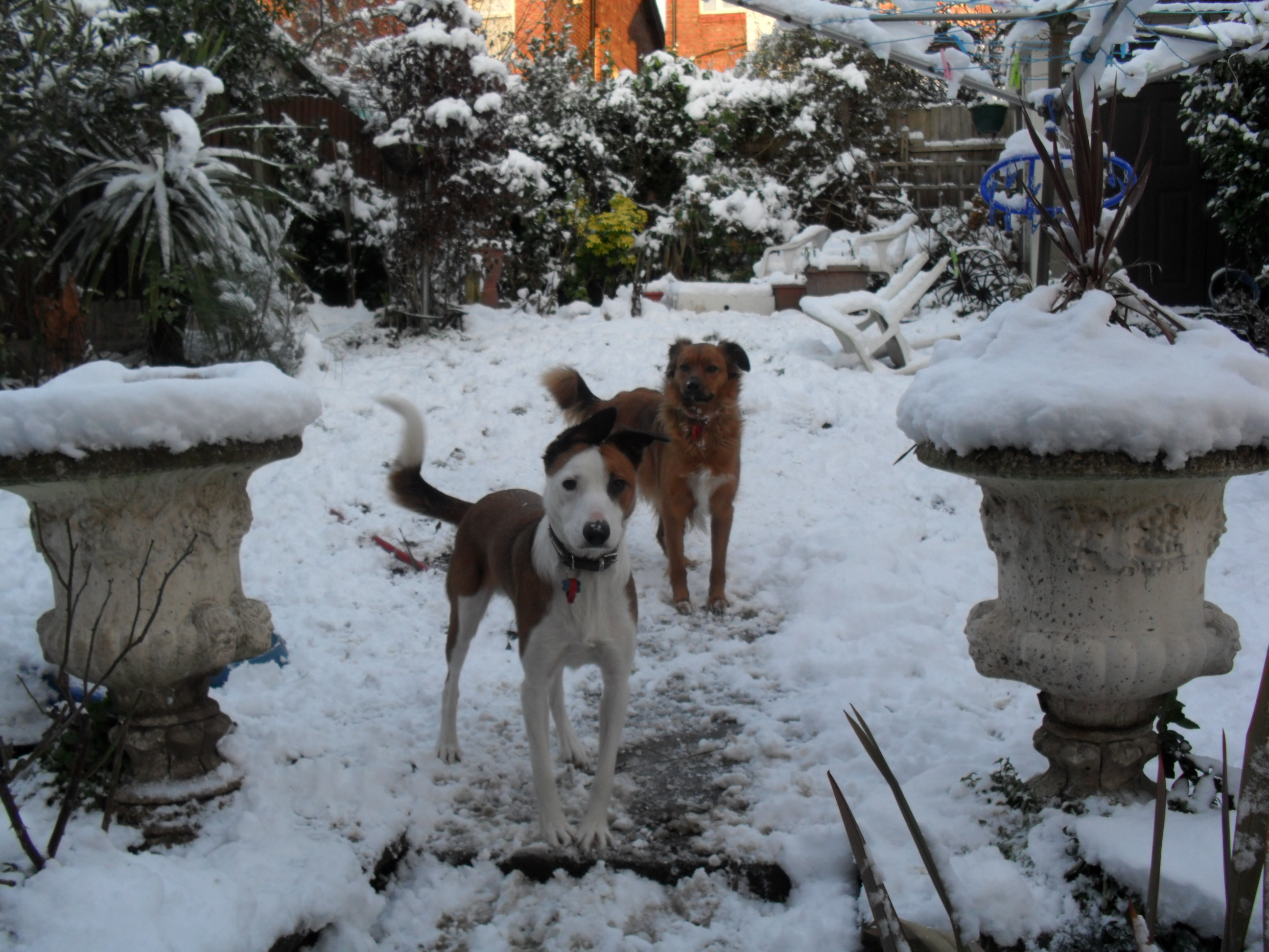 How to Keep a Dog Amused in the Snow