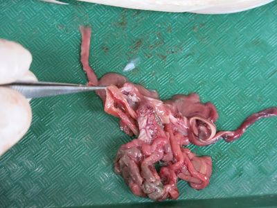 Fish Dissection! : 11 Steps (with Pictures) - Instructables
