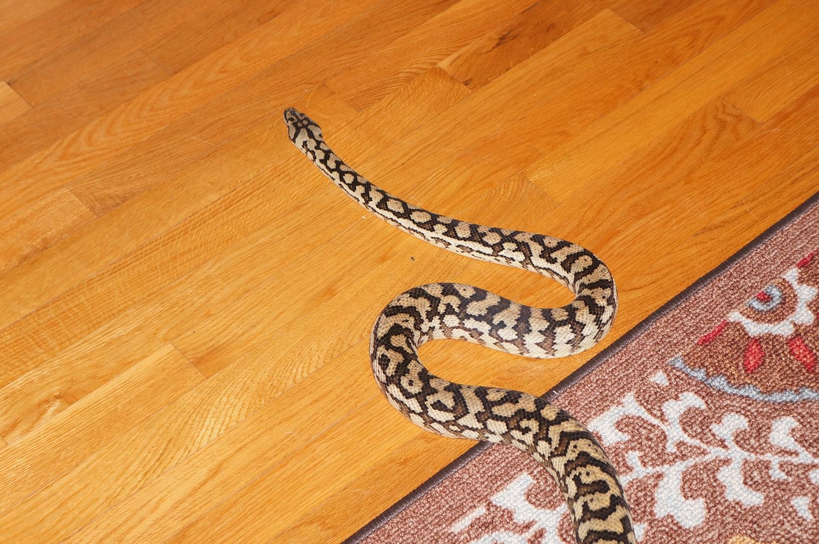 Bringing the Outside In, Creating a Vivarium for a Carpet Python 6 Steps (with Pictures