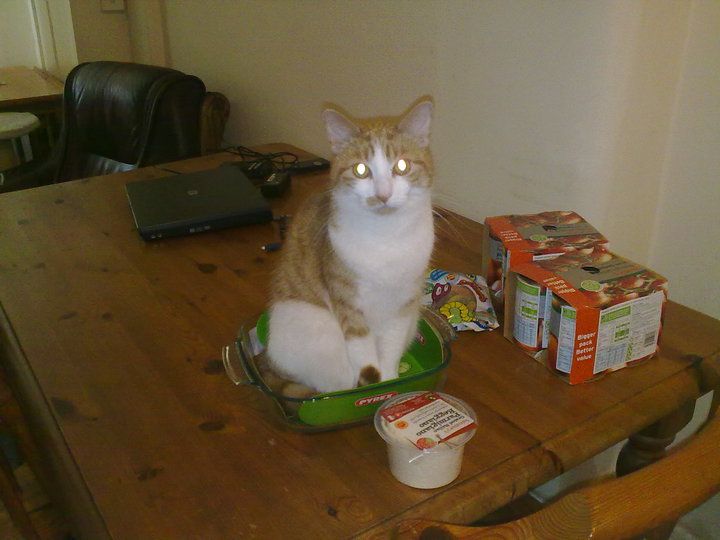 How to Make Cat Crunchies (with Added Cat!)