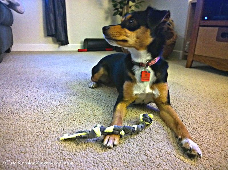 instructables dog toys