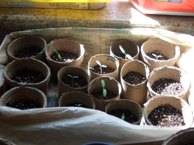 cheapest way to start seeds indoors