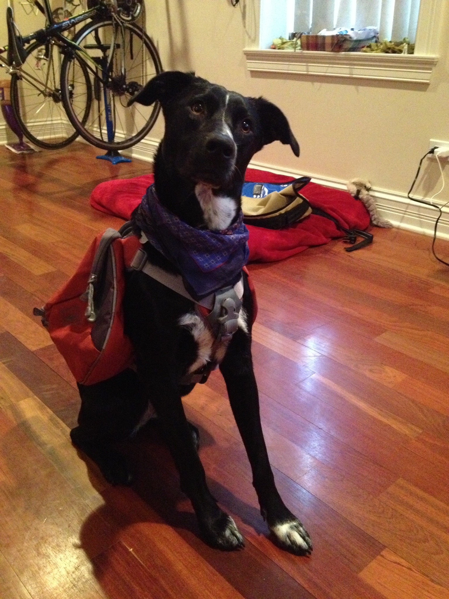 Dominant Vs. Aggressive Dog: How To Differentiate