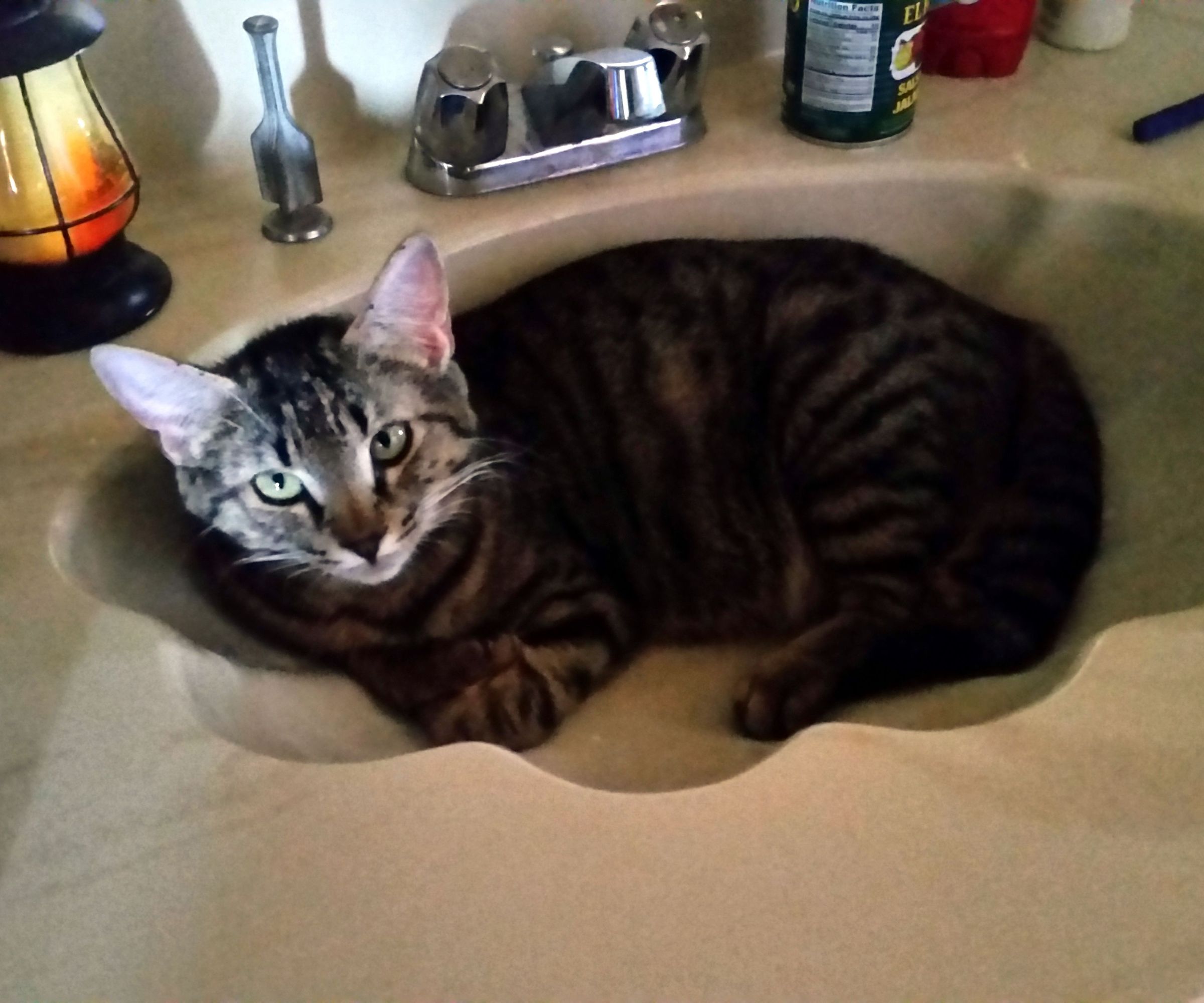 Cat Discourager - Keep Cat Off Furniture