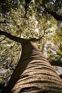 Finding the Perfect Tree