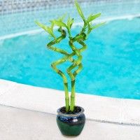 Good Luck Bamboo Plants, Can Brings Great Changes to Your Home