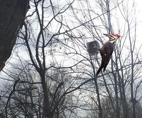 Woodpecker Suet Holder