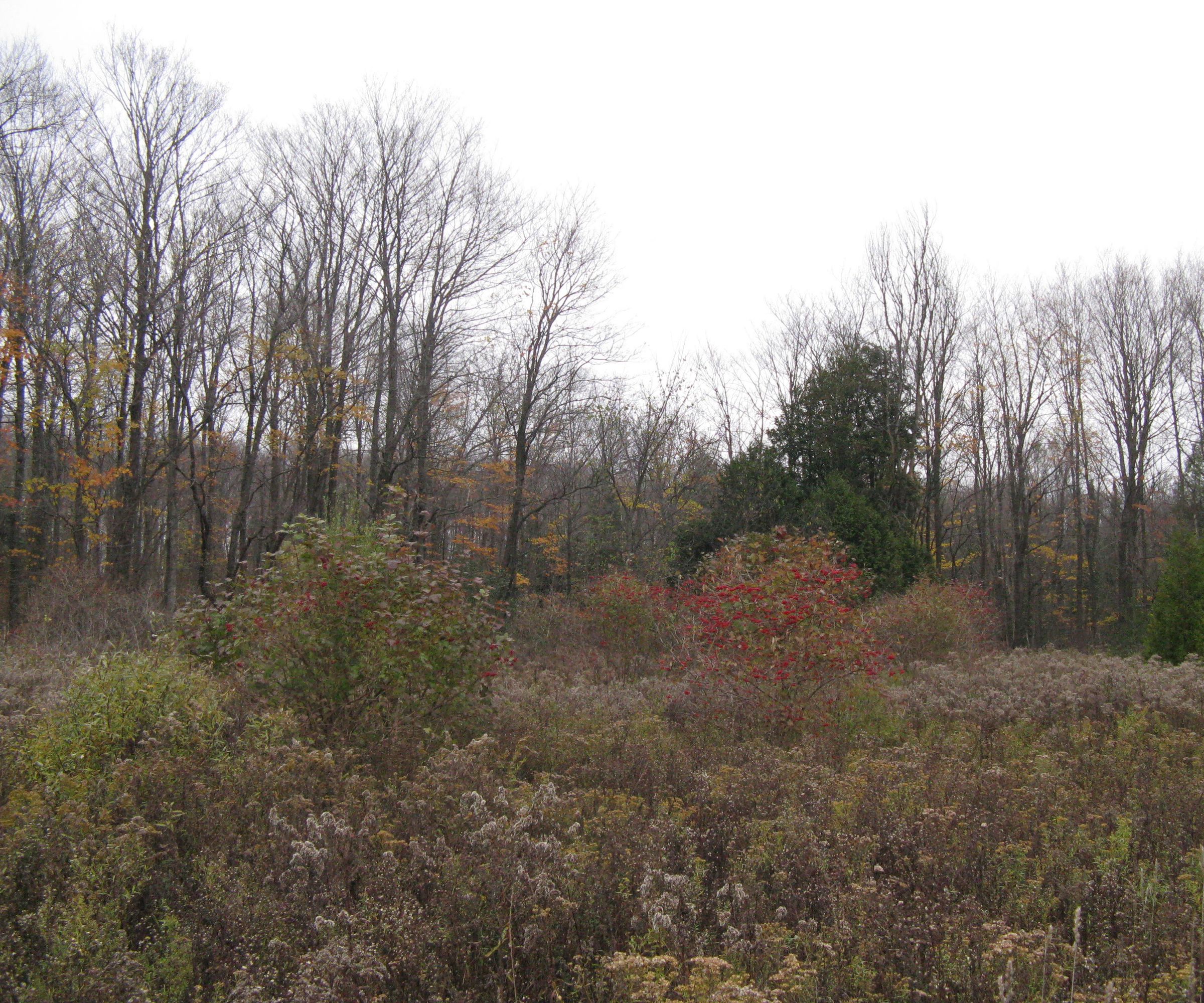 Three Essential Groups of Wild Edible Plants 