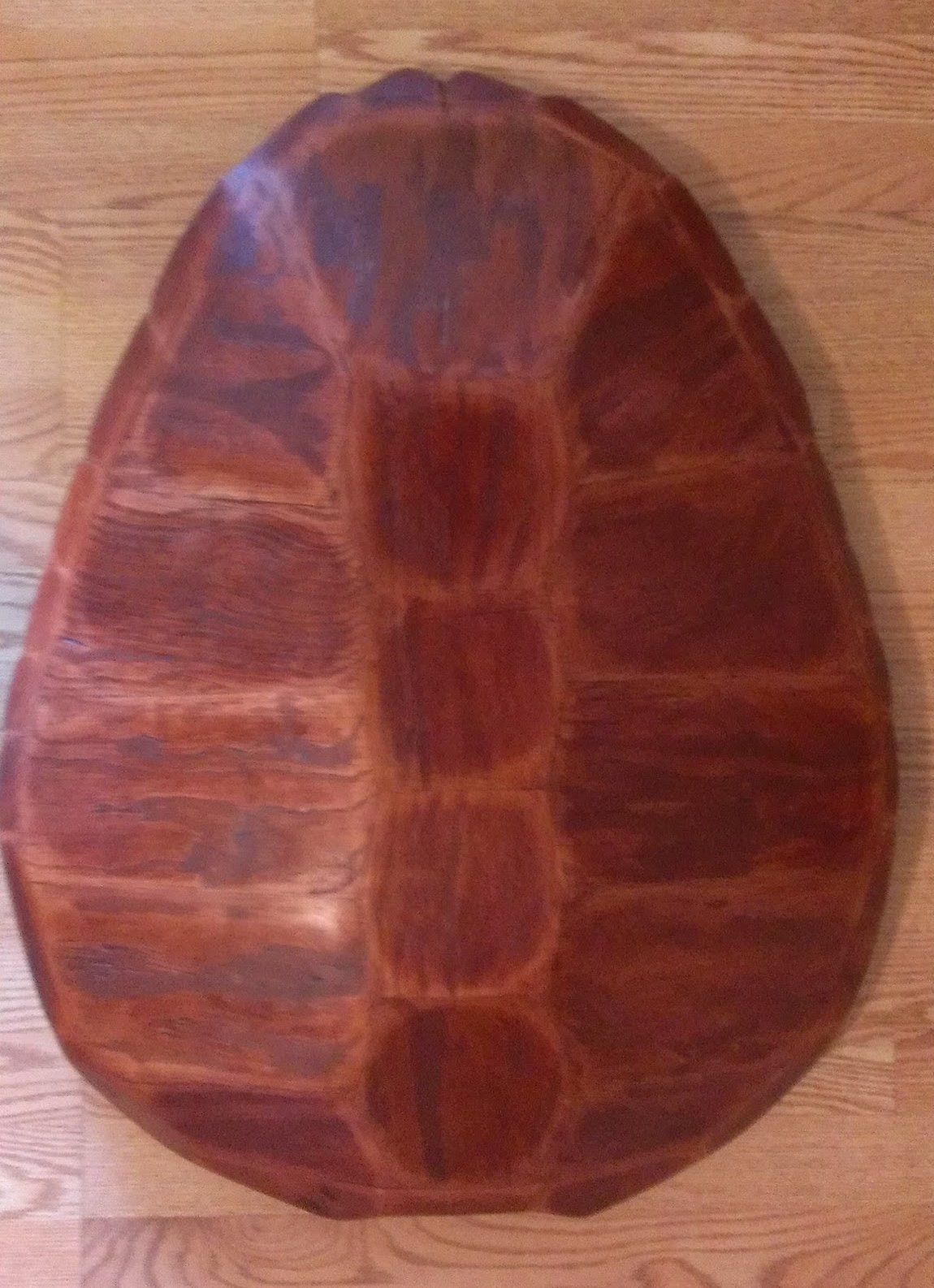 Faux Sea Turtle Wall Hanger