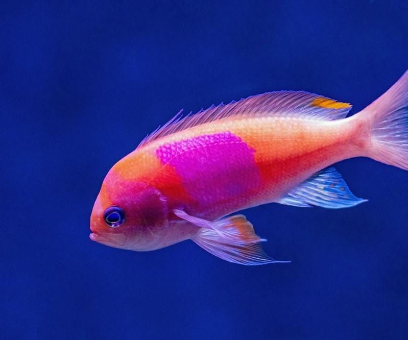 Re-moded BETTA Fish Feeder