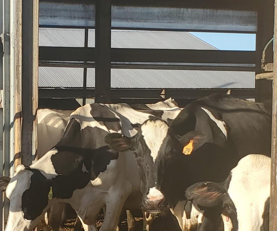 Milking Cows