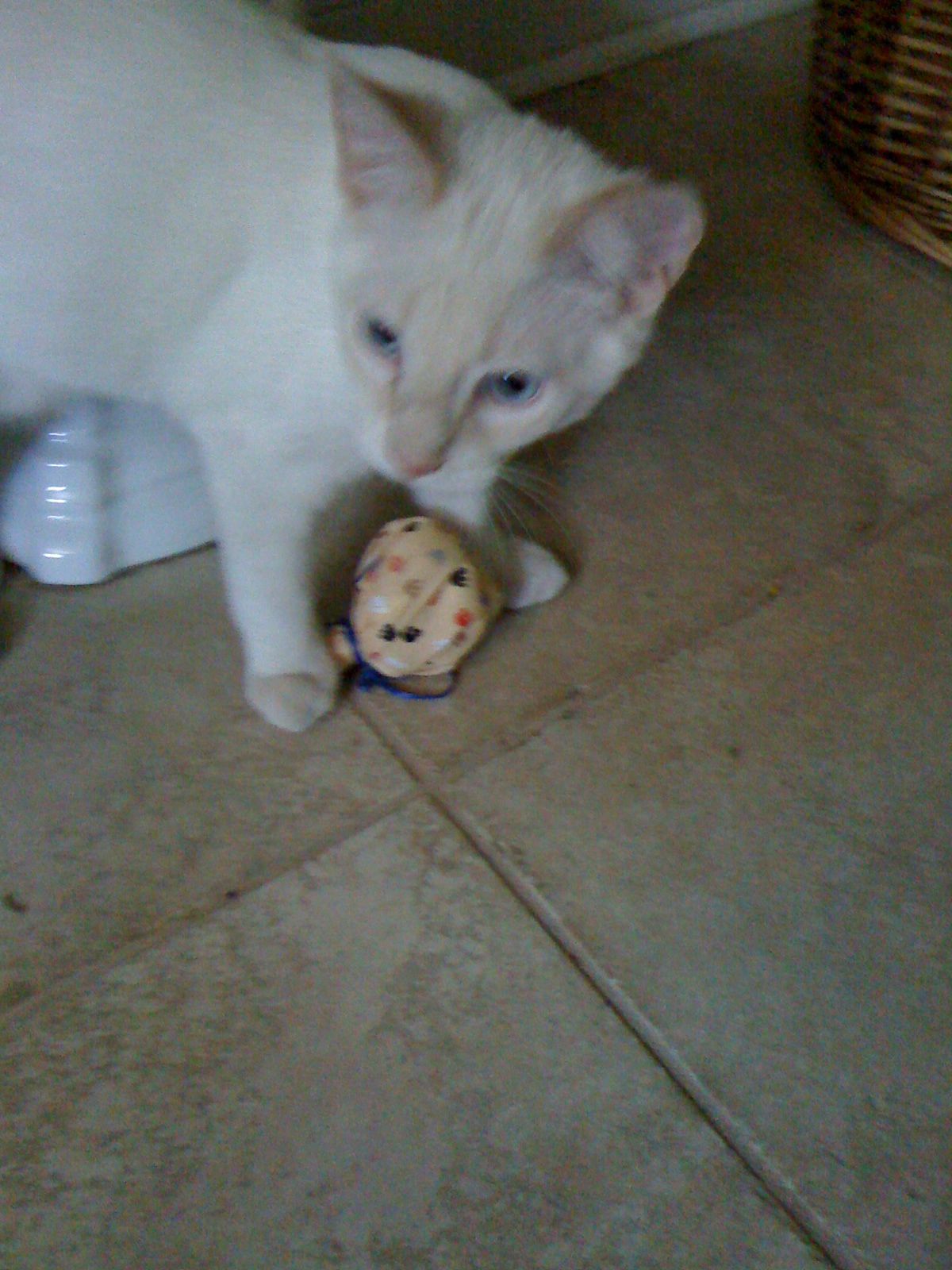 A 30 Second Cat/dog Toy!