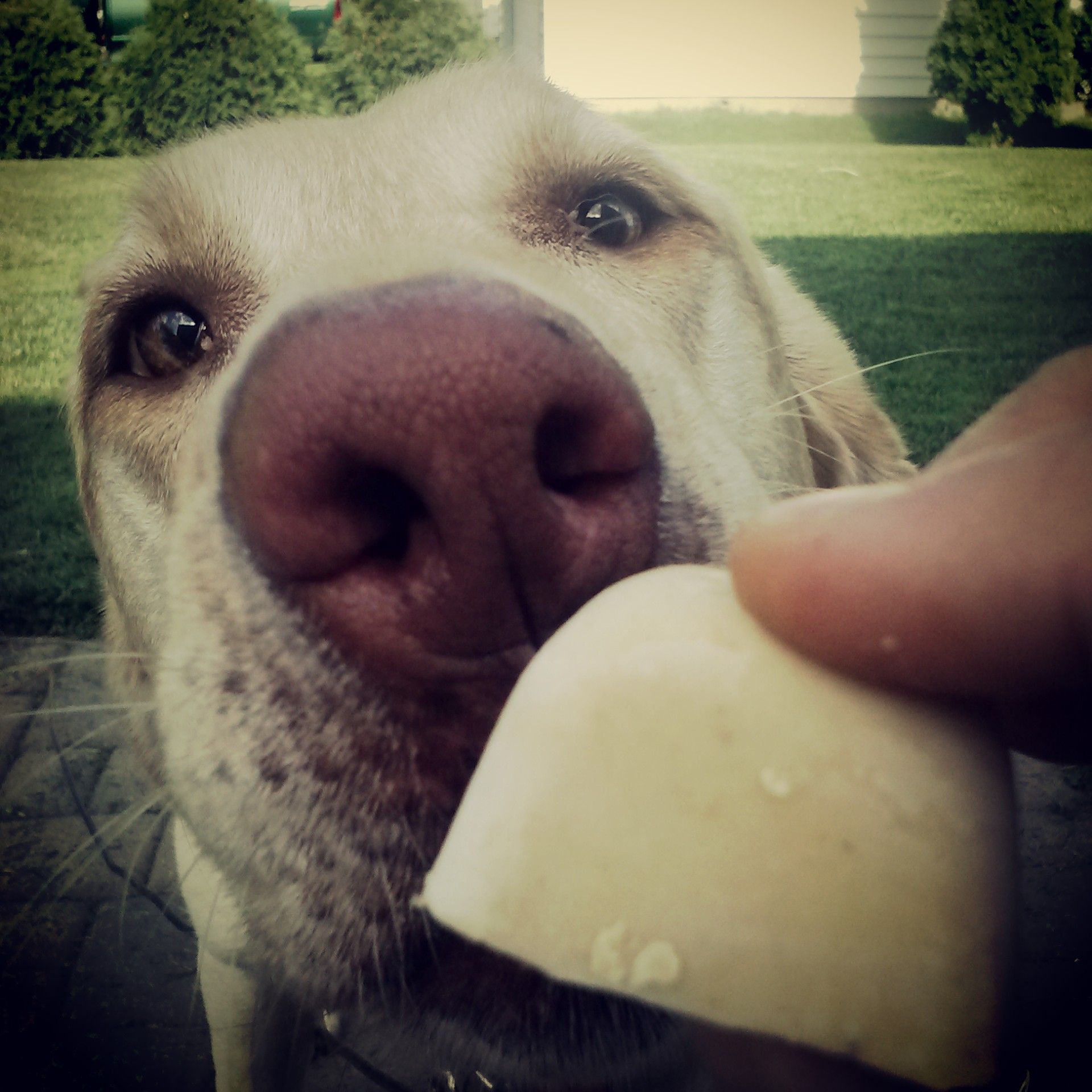 Make Your Own Tasty Organic Frozen Treats... for Dogs!
