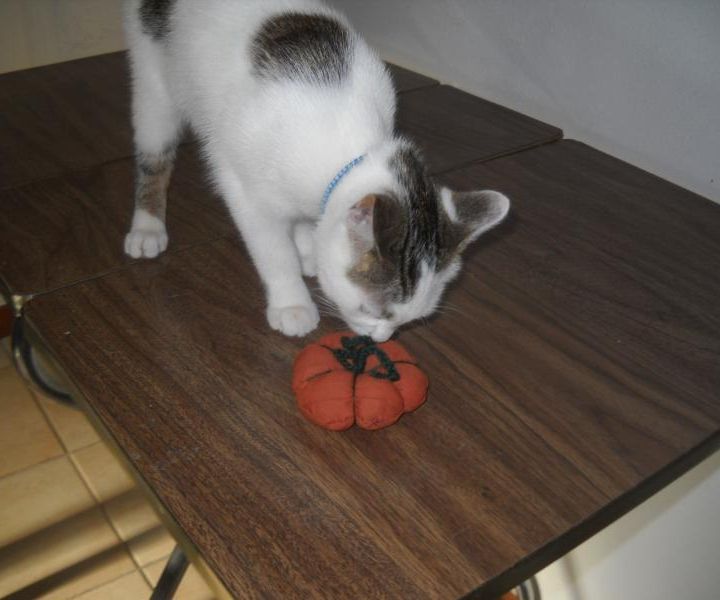 Fabric Simple Pumpkin