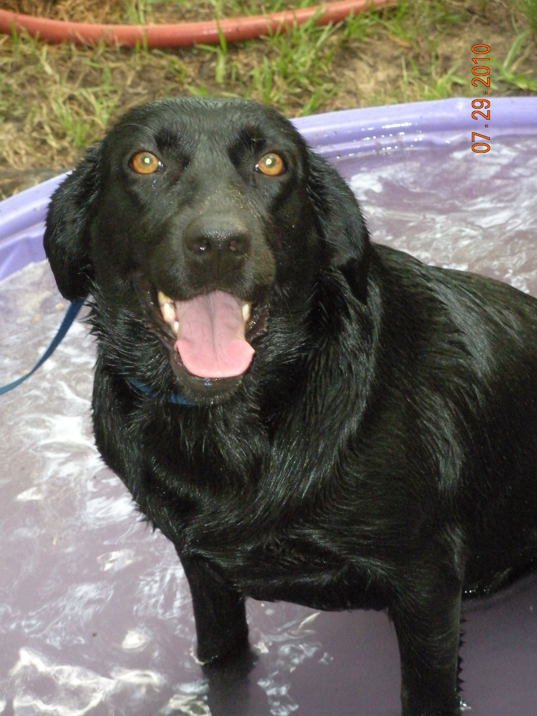 How to Give Your Dog an Awesome Bath Cheap!!!