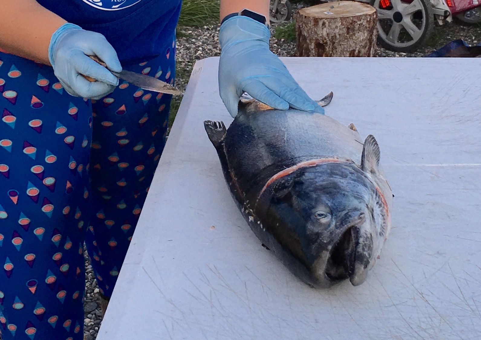 How to Fillet a Salmon With an Ulu 7 Steps Instructables