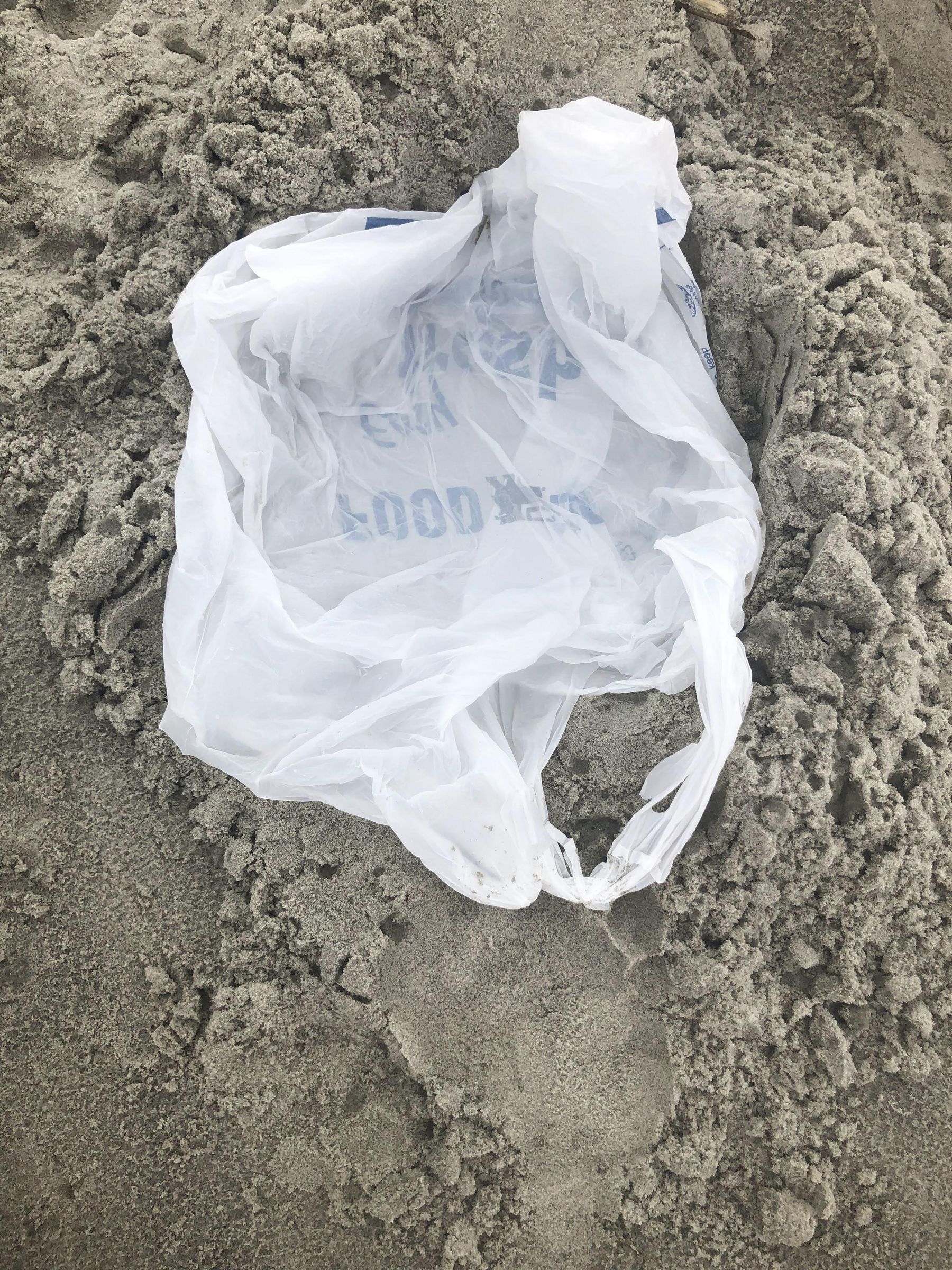 Beach Dog Bowl Light Cheap Easy