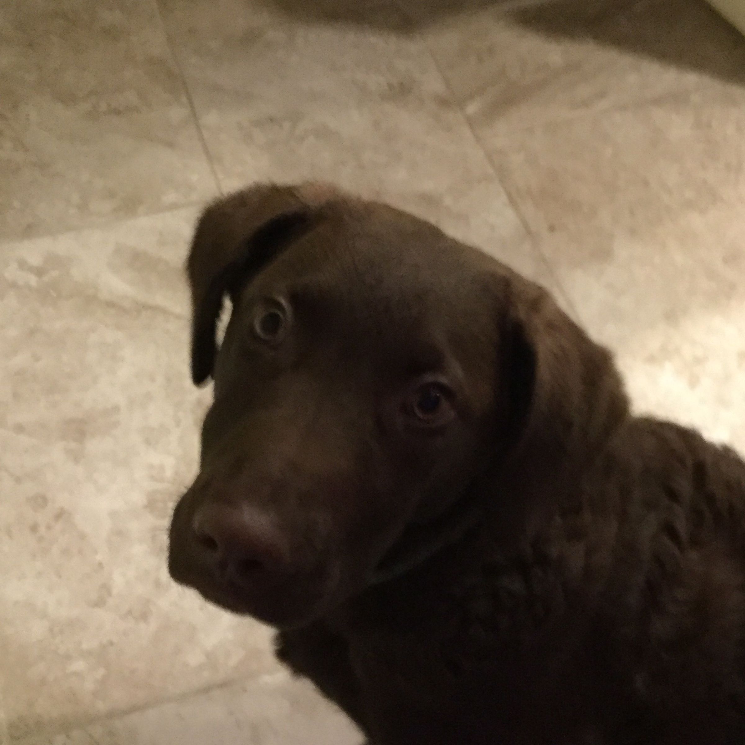 How to Teach Your Dog Tiricks