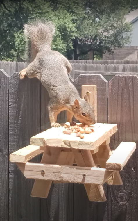 Squirrel / Bird Picnic Table