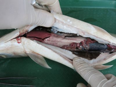 Gar Fish Dissection Fish Dissection! : 11 Steps (with Pictures) - Instructables