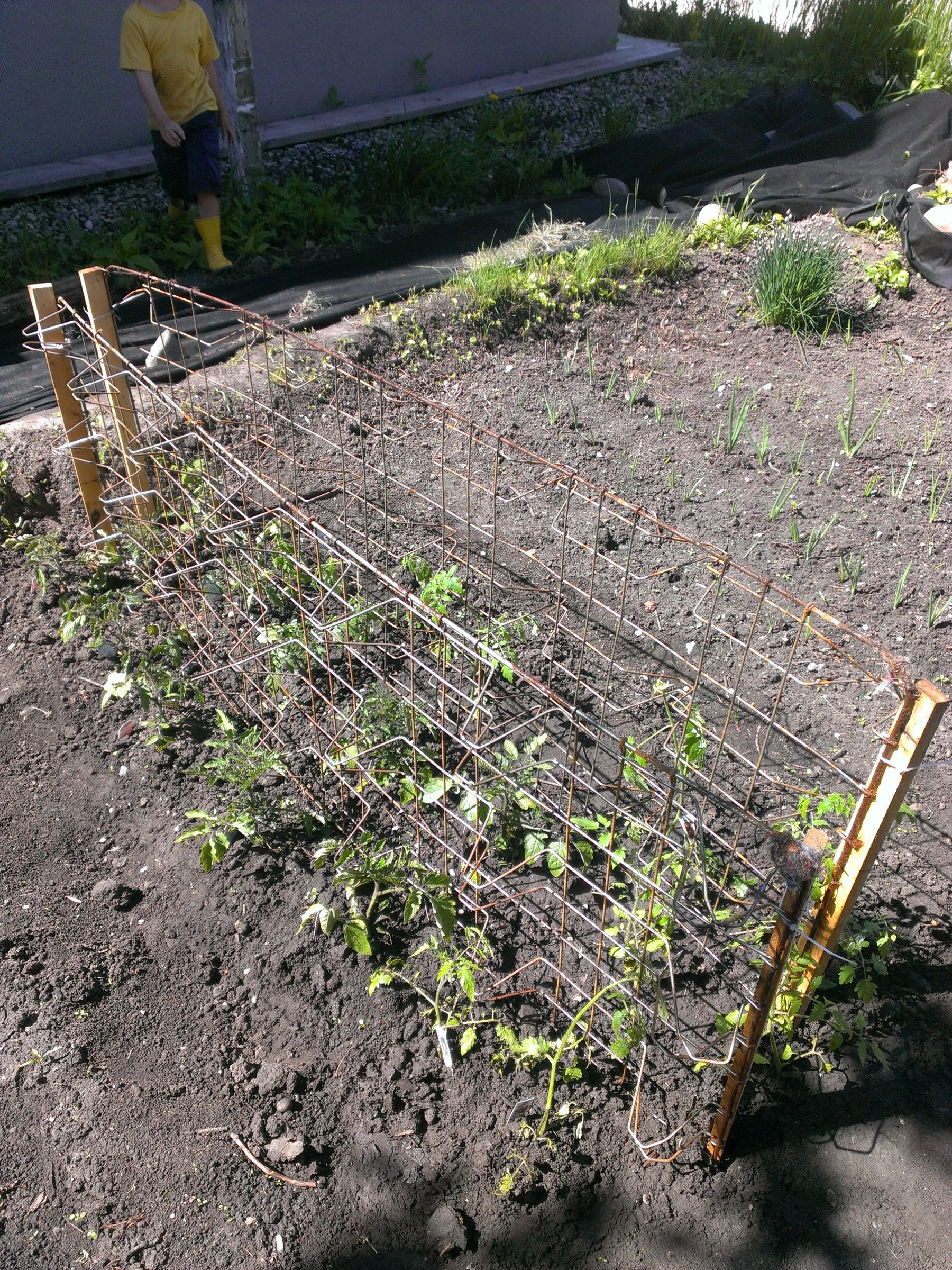 Box Spring Tomato Lattice