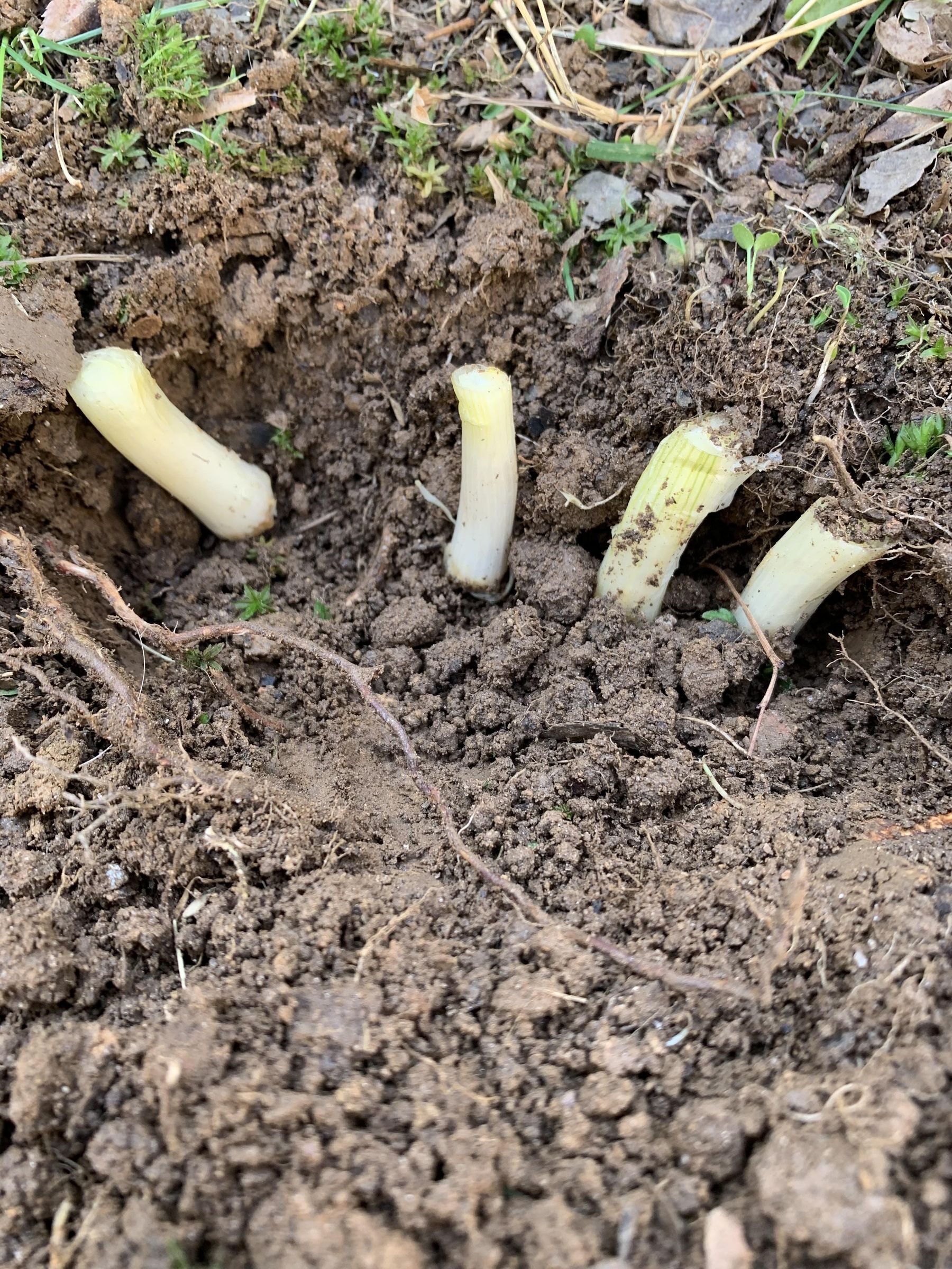 Easily Grow Spring Onions 8 Steps Instructables