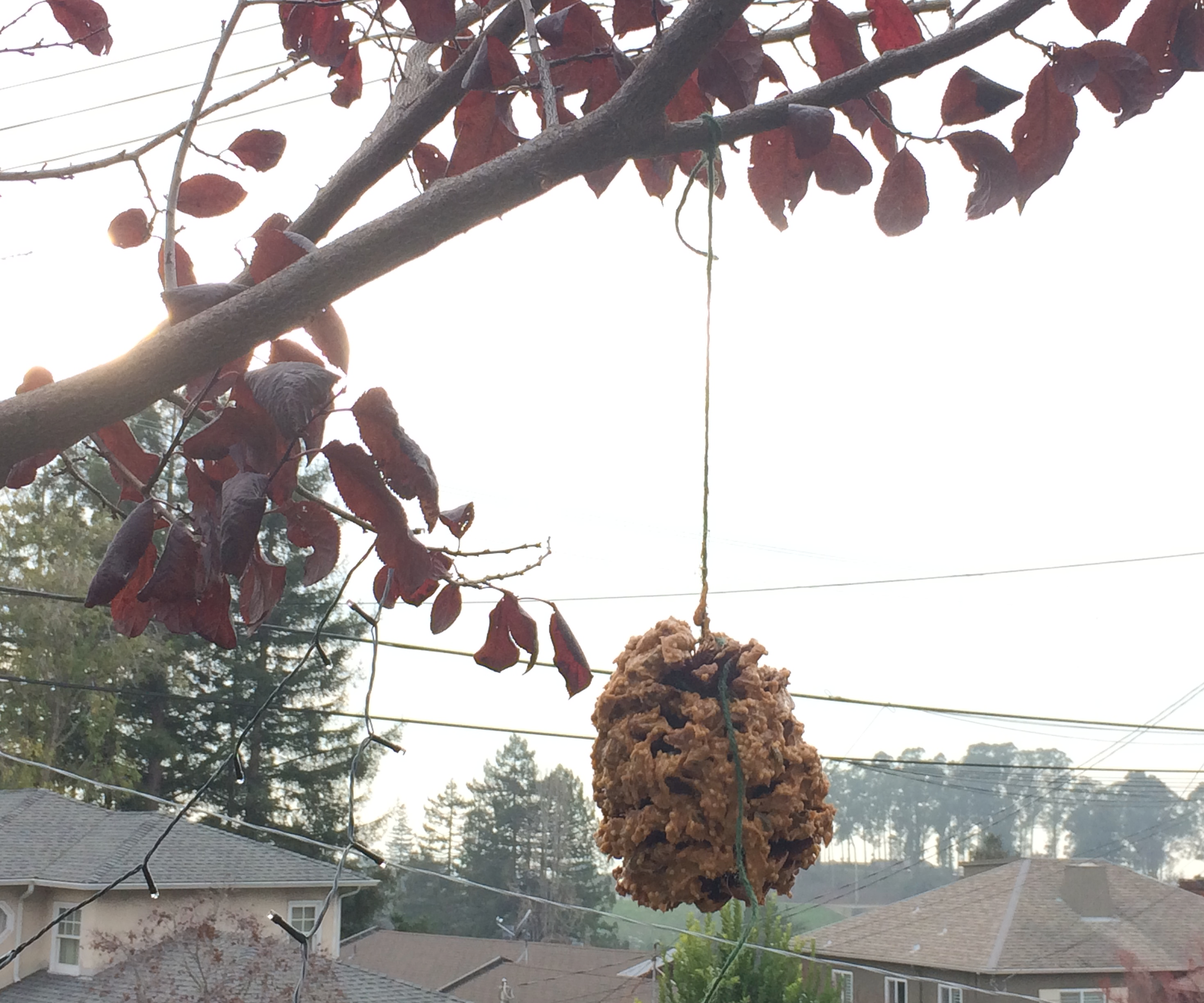 Pine Cone Bird Feeder