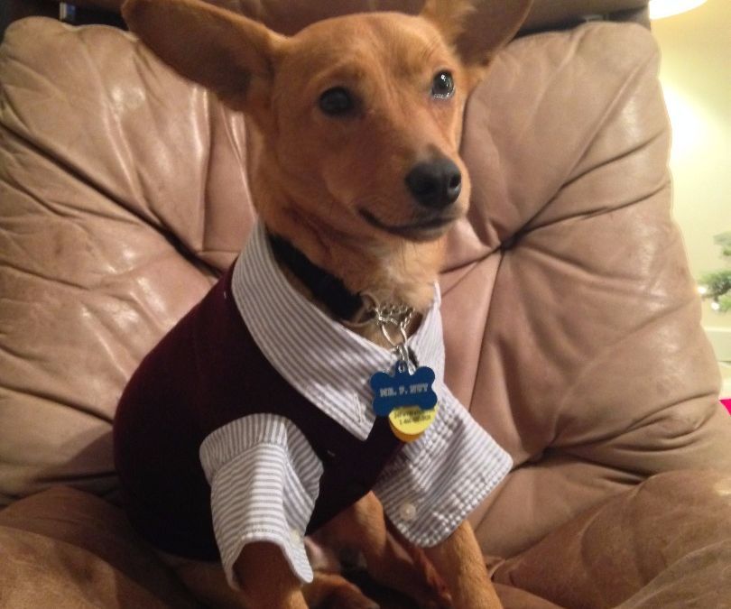 Business Dog Outfit