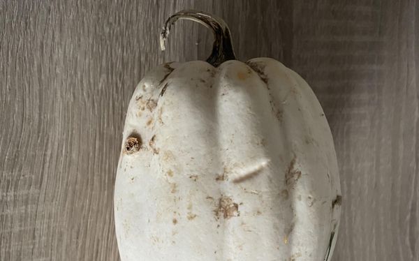 Ferryman Pumpkin