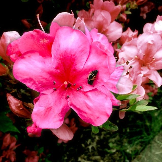 the great gardener